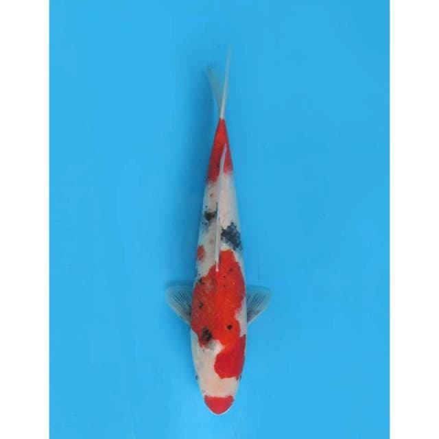 Kindai Showa Tategoi - 36cm