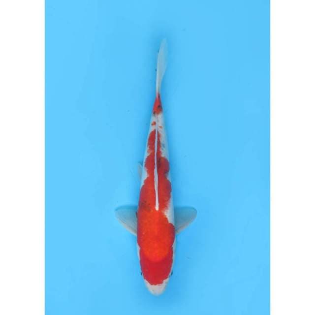 Showa Tategoi -32cm