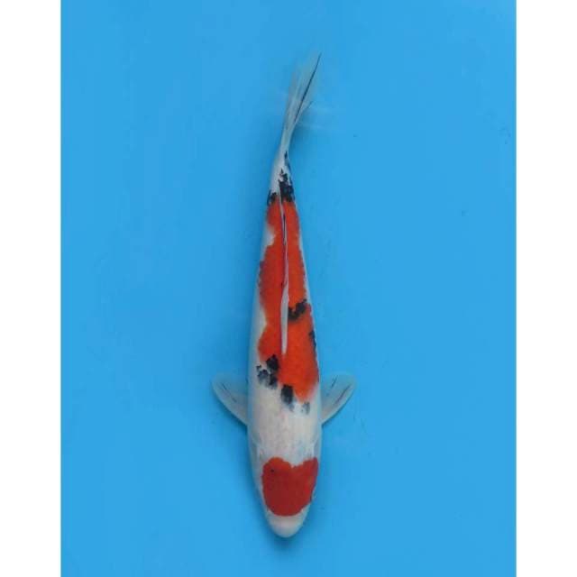 Maruten Sanke - 35cm