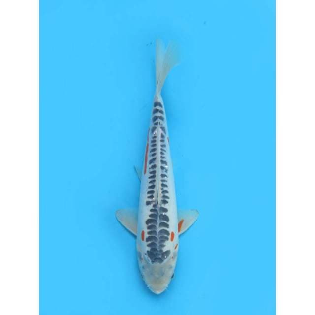 Shusui F1 -29cm