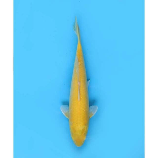 Karasigoi Jinak - 37cm