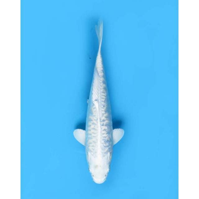 Platinum Koleksi -24cm