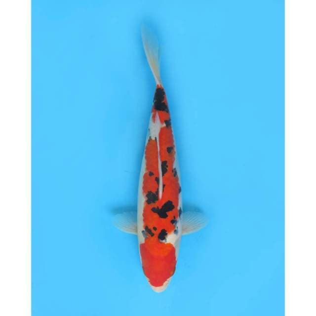 Tiger Sanke - 33cm