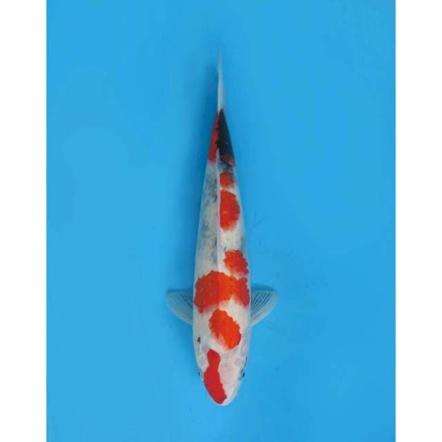 Kindai Showa Tategoi Jumbo - 38cm