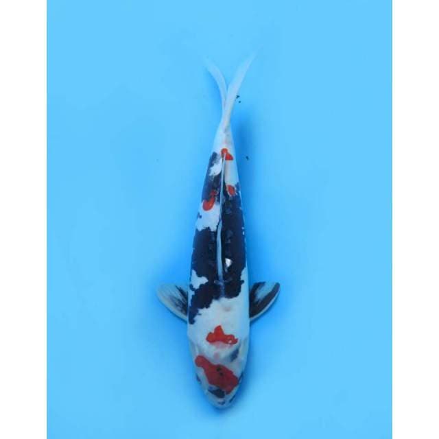 Maruten Kindai Showa Doitsu - 39cm