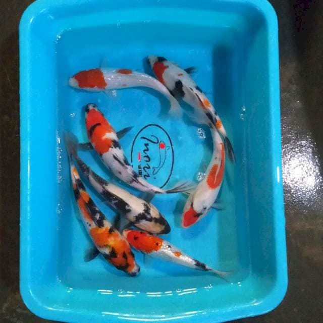 Mix 17 -23 cm