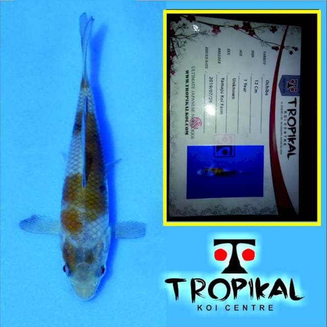 Ochiba (Yamaju) 12cm. Import dan Sertifikat