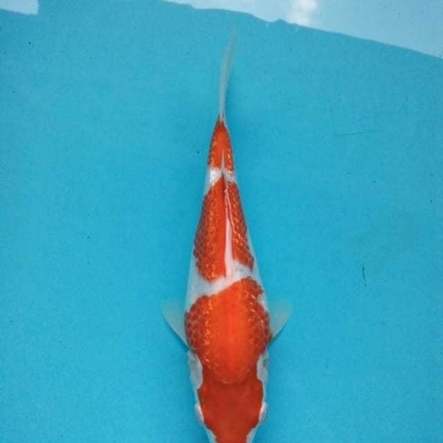 kohaku ginrin