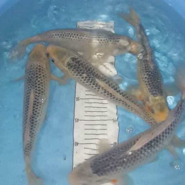 5 asagi male 33-35 cm