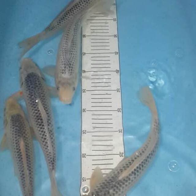 5 asagi male 33-35 cm