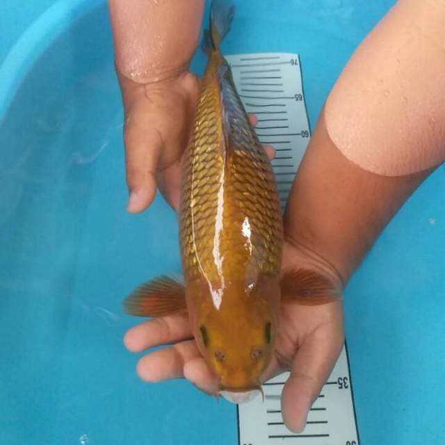 tembaga ginrin siap pijah 41 cm