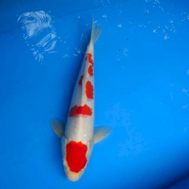 Maruten Kohaku