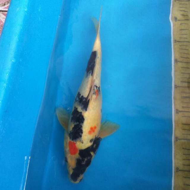 Showa jumbo jantan