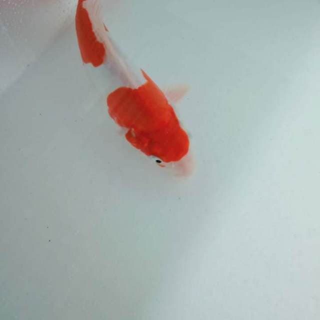 KOHAKU DOITSU 23CM F ONE
