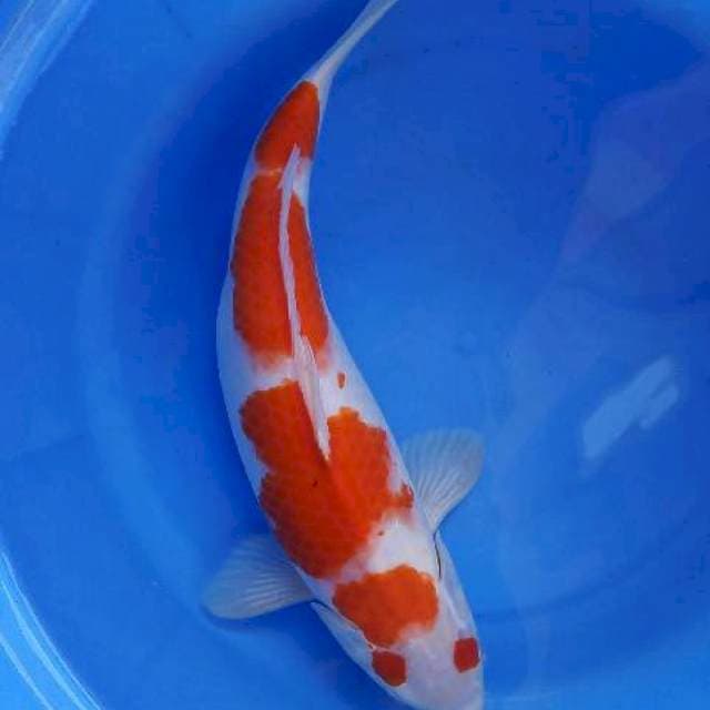 Kohaku 37cm