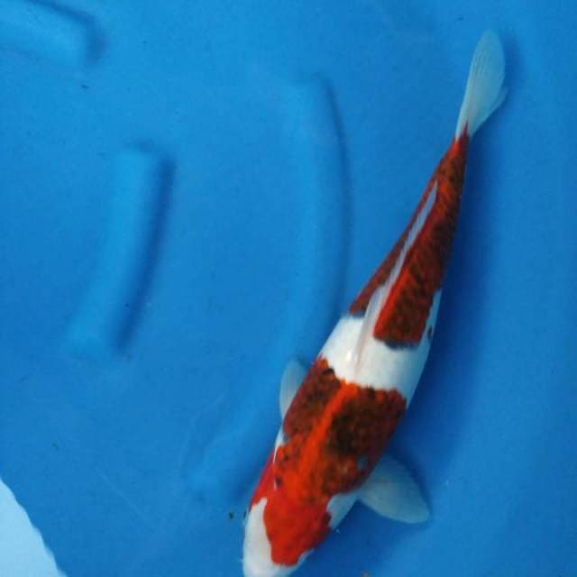 Budo 40cm