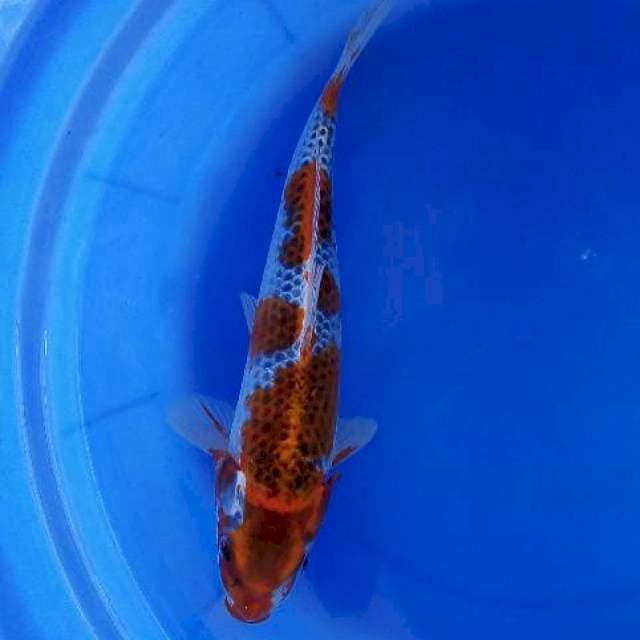 Kujaku 30cm male