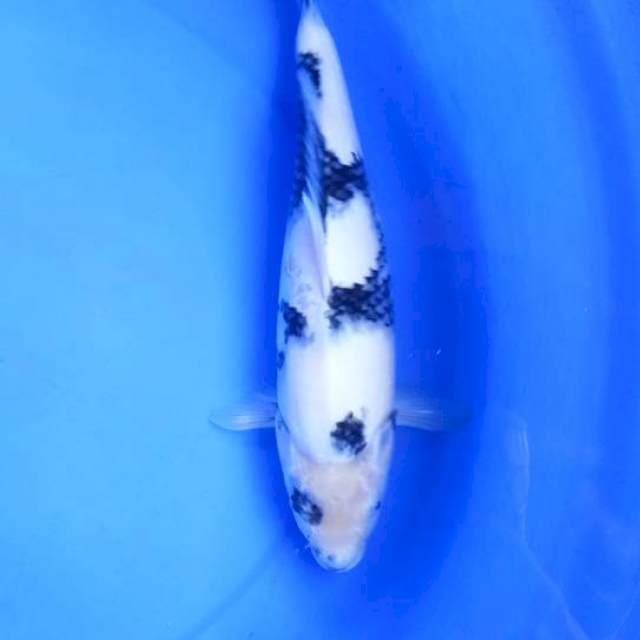 Shiro35bu