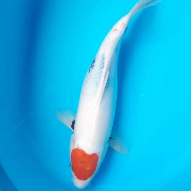 35 cm tanco