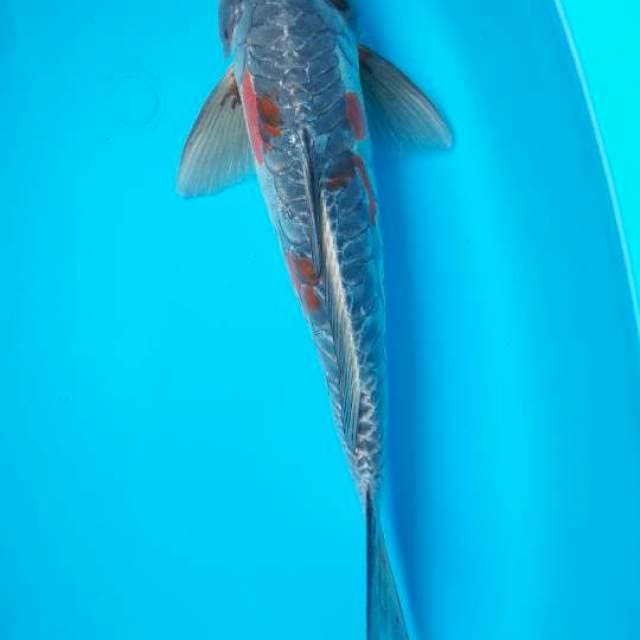 38 cm kiko
