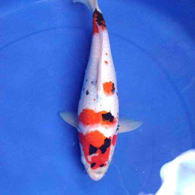 Showa Bulky 33 Cm