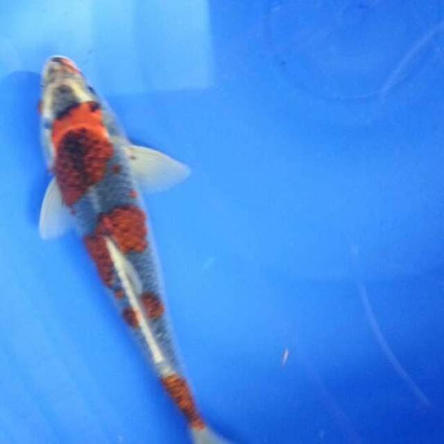 Benigingga 29cm