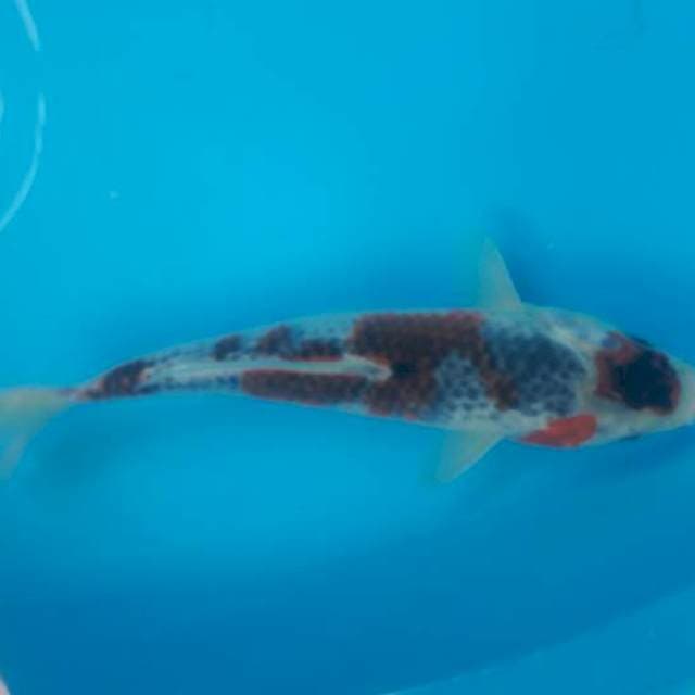 29 cm gosiki