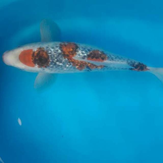 35 cm gosiki