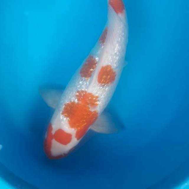37 cm kohaku ginrin