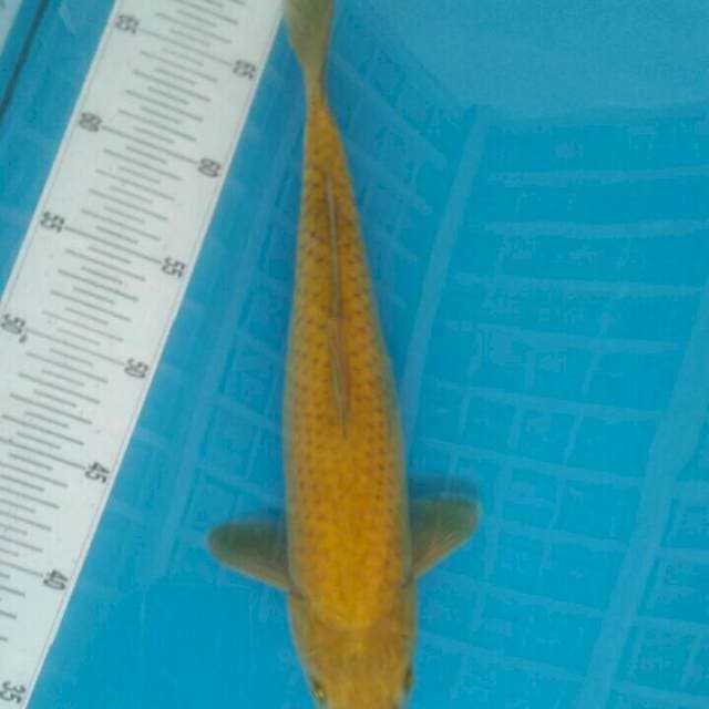 Chagoi 37cm