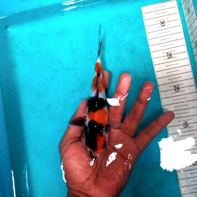 Showa kualitas ±18cm