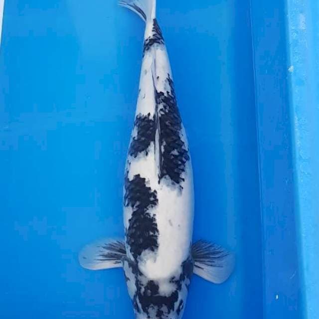 Shiro 57cm
