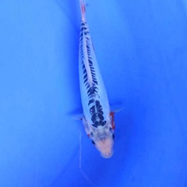Shusui25cm