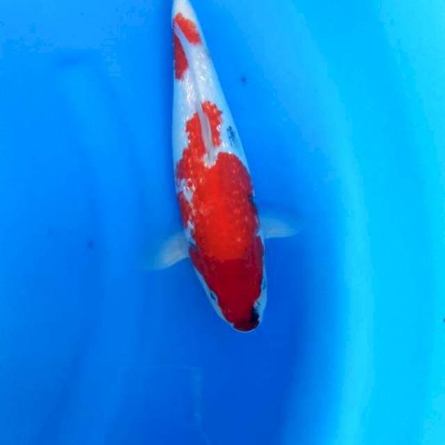 Showa ginrin30cm