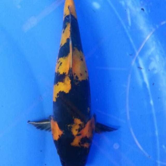 Ki utsuri doitsu murni 29cm