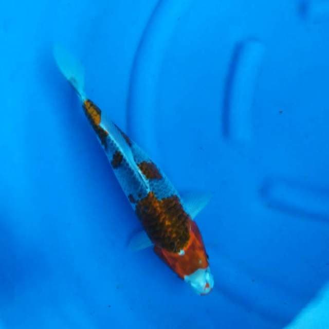 Goshiki 38cm