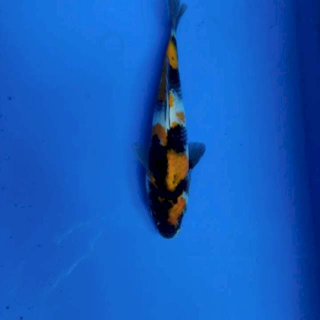 Showa 18cm