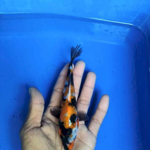Showa 15cm