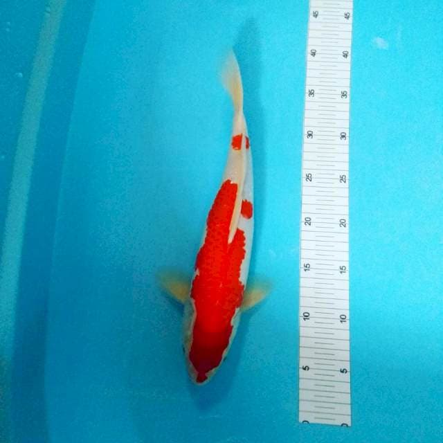 Kohaku 35 cm