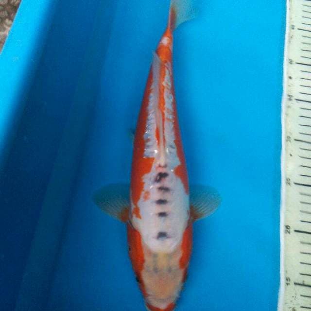 HANA SHUSUI 40bu