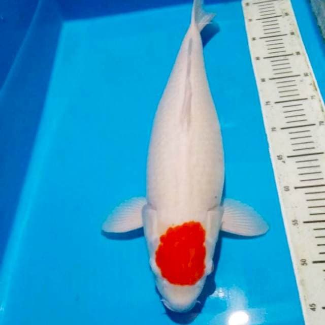 Tancho 55cm