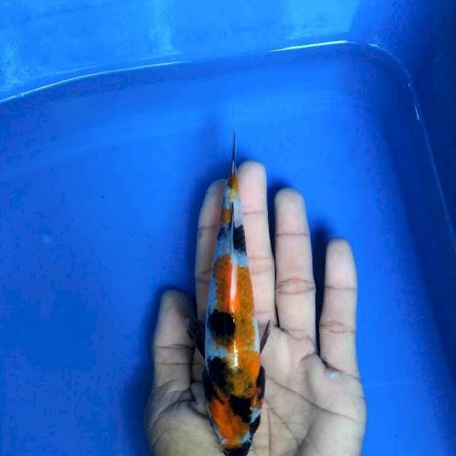 Showa 16cm