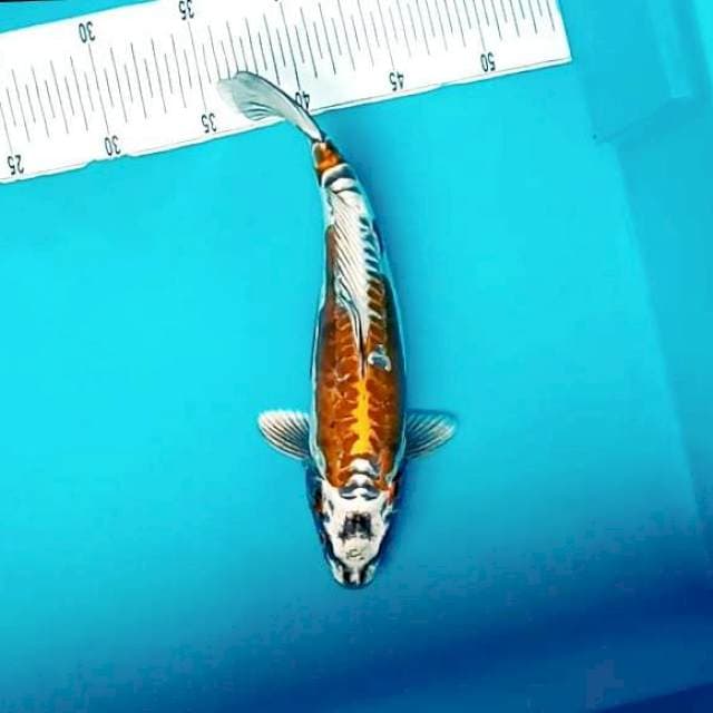1. Hikari Medium || 30 cm