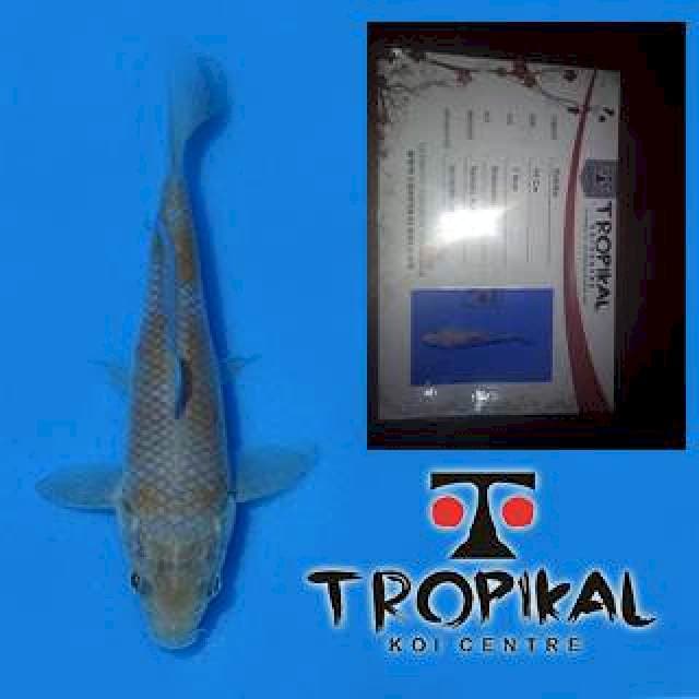 Ochiba (Yamaju) 14cm. Import dan Sertifikat