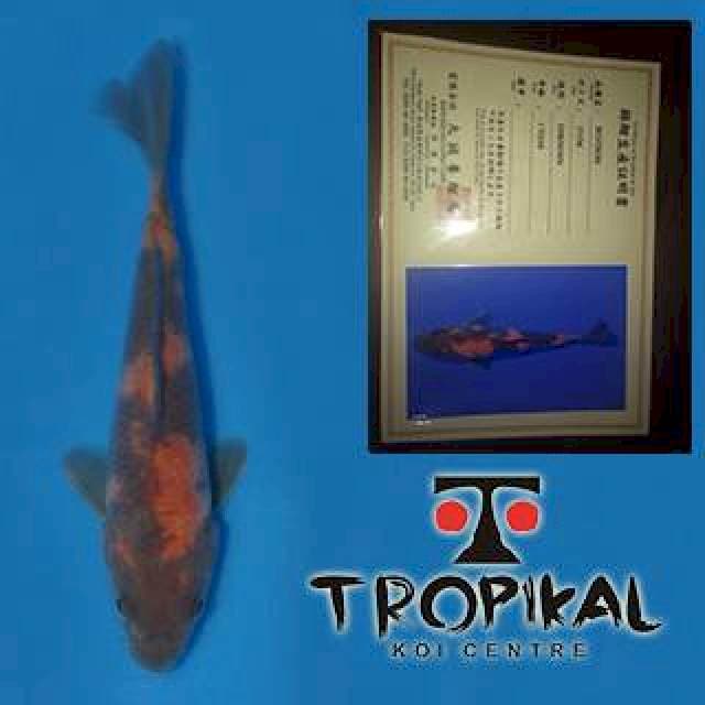 Hi Utsuri (Marusei) 17cm. Import dan Sertifikat