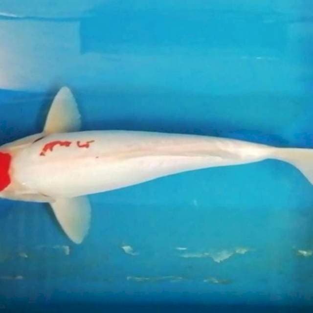 29cm Tancho Original