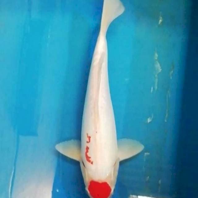 29cm Tancho Original