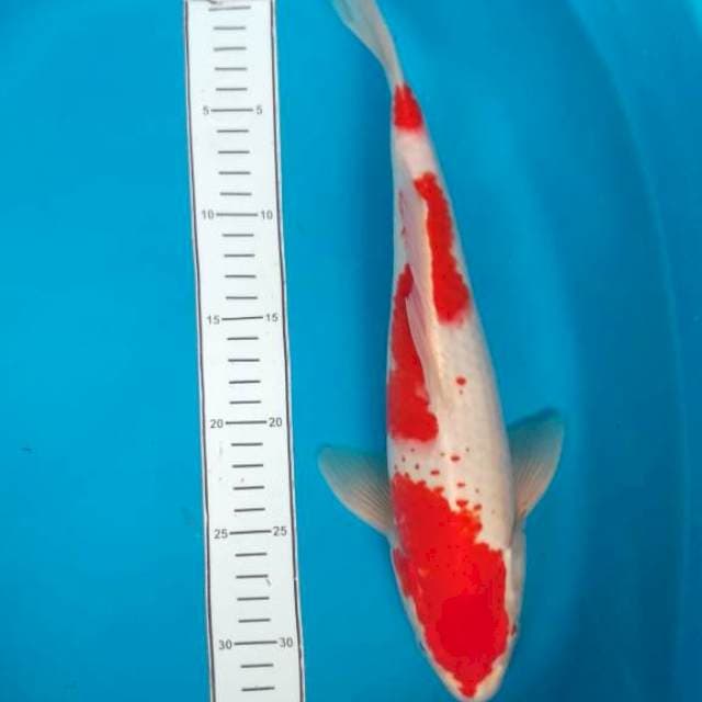 Kohaku f1