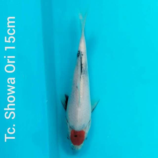 ORIGINAL TANCHO SHOWA