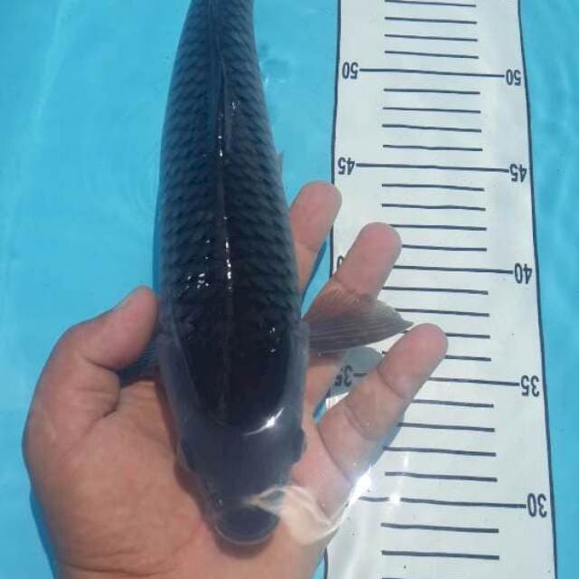 sorahoi jantan 37 cm